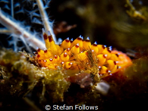 vex·a·tion

Nudibranch - Janolus sp.

Bali, Indonisia
 by Stefan Follows 